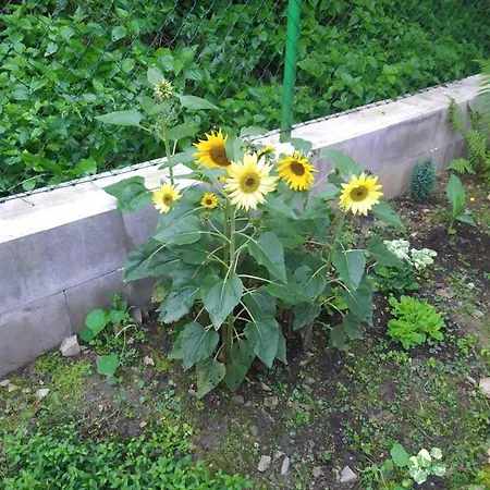 Na Rece Sazave *